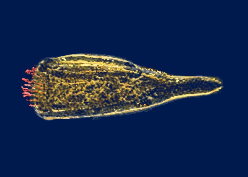 Представитель Семейства Ampullaviridae